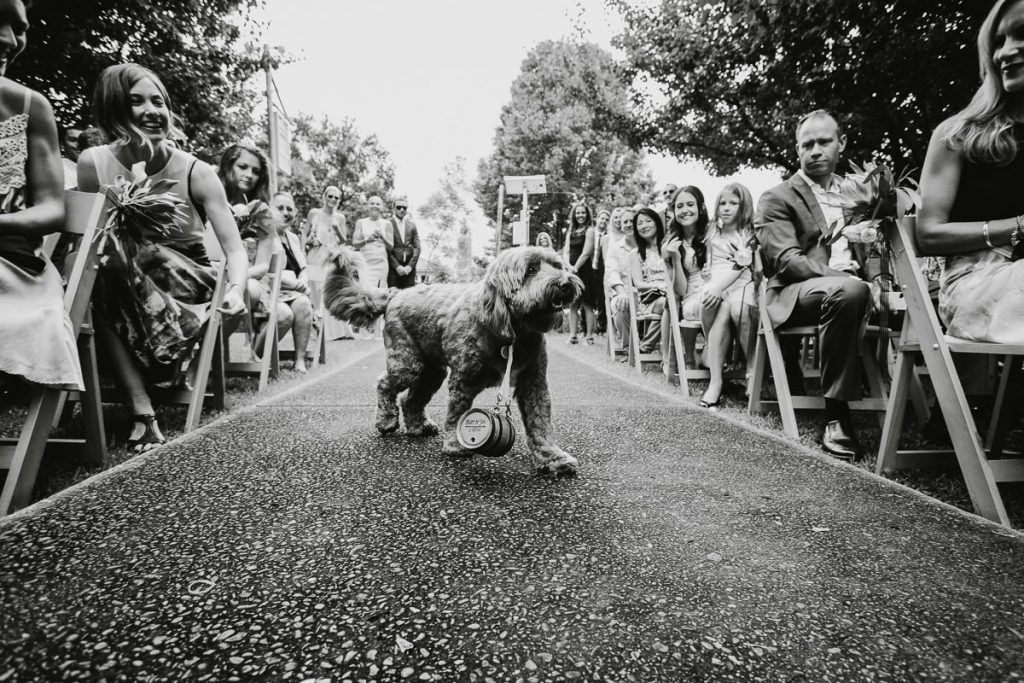 Black and white image of a puppy dog walking down the isle at Matt + Jenb's Berry wedding on the South Coast
