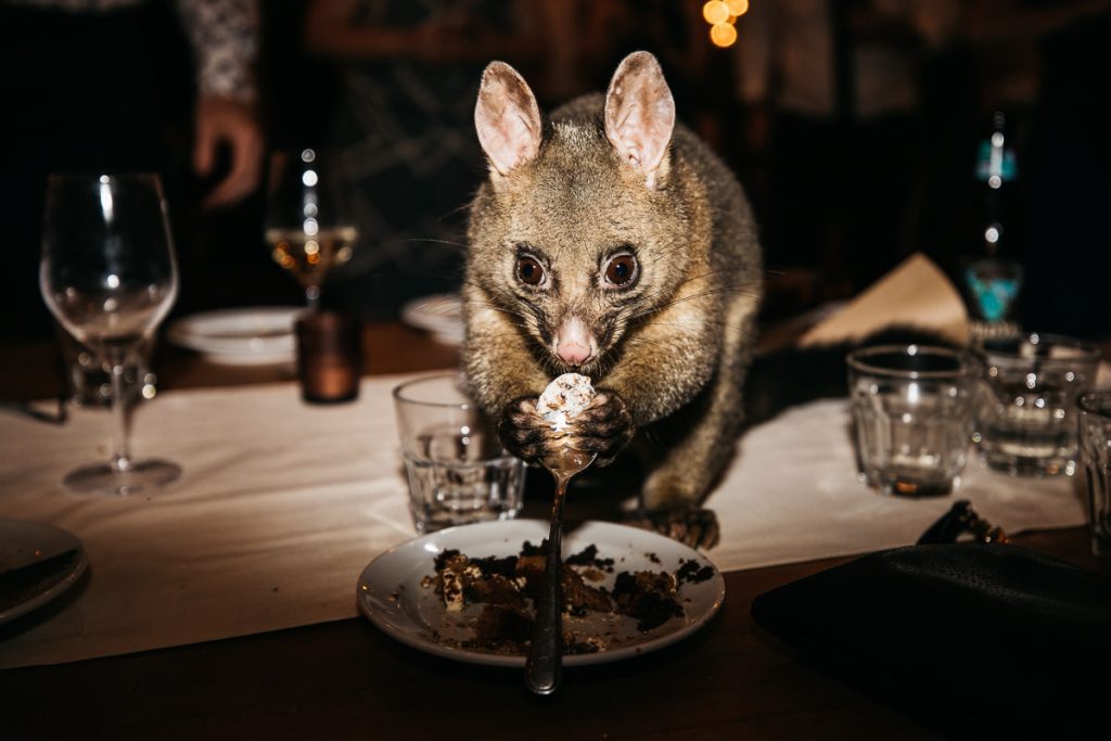 Pygme possum licks a spoon at a Kangaroo Valley Bush Retreat wedding; wedding photography