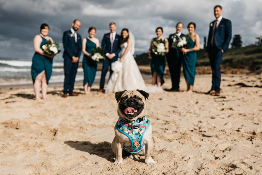 Wollongong Wedding Photographer; Wedding party blurred in the background with the bride's pug in the foreground on Wollongong beach
