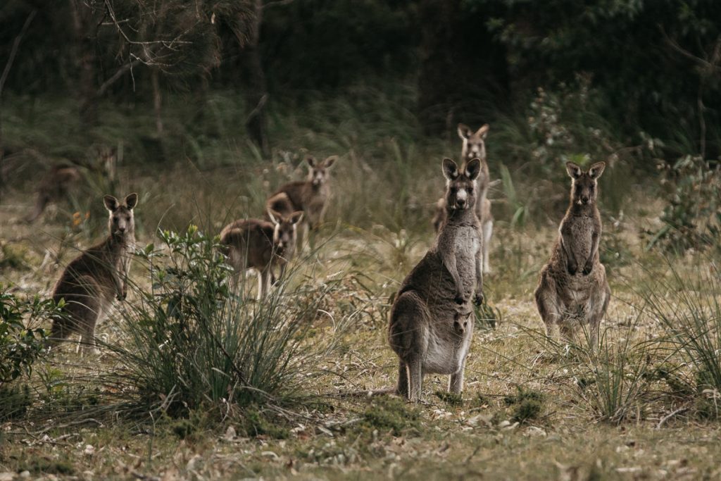 Kangaroos watch the wedding at Worrowing on the South Coast; wedding photographer